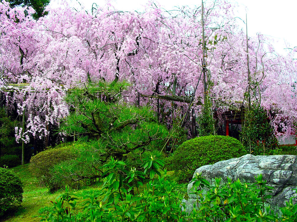 Сакура японский сад