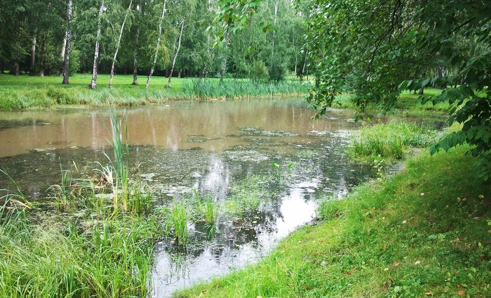 У заросшего канала