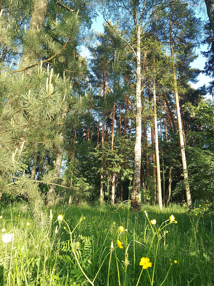 В летнем бору