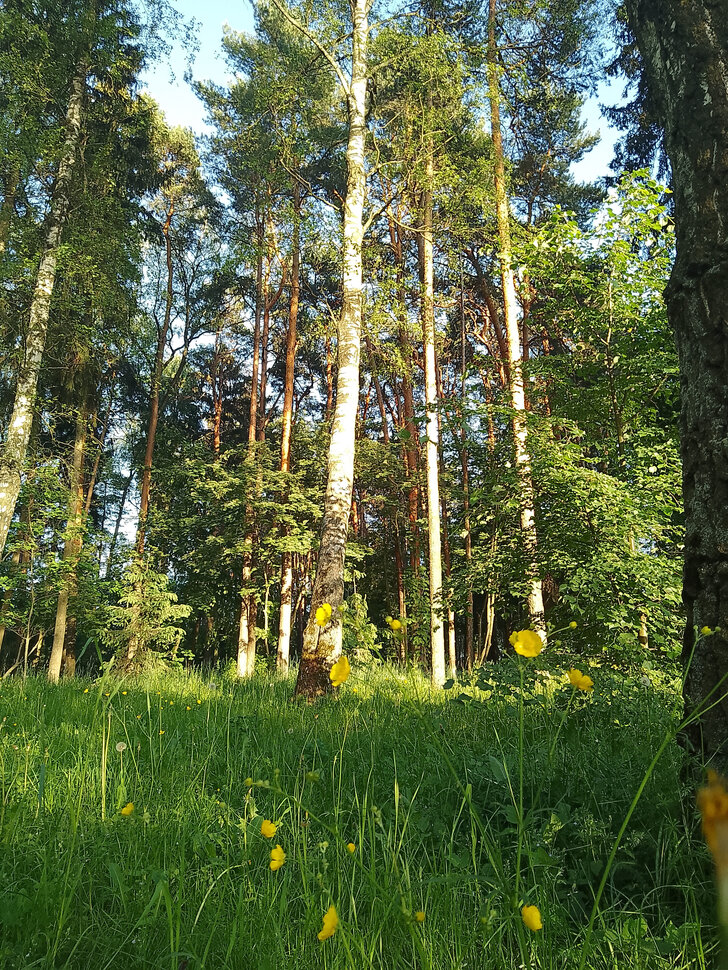 В летнем бору