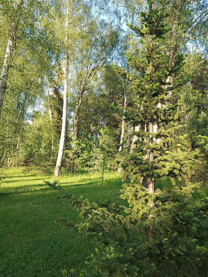 В летнем бору