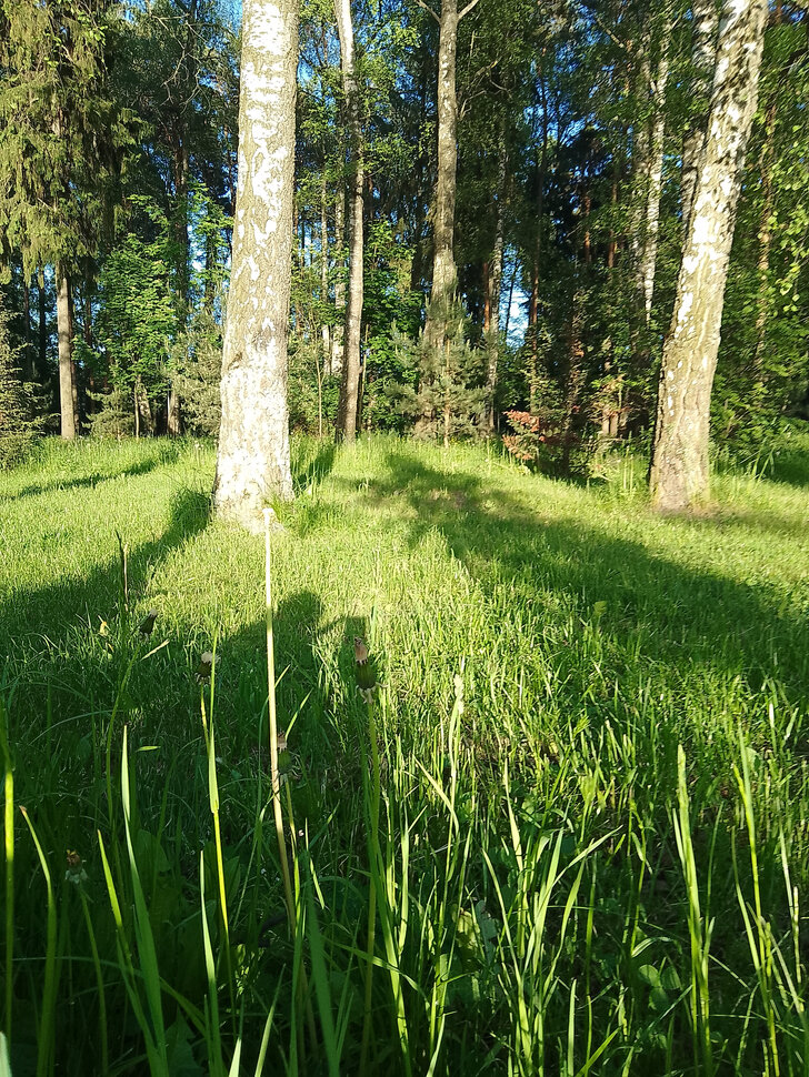В летнем бору