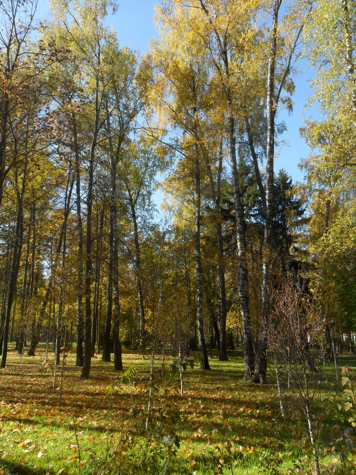 В лучах Октябрьской красы