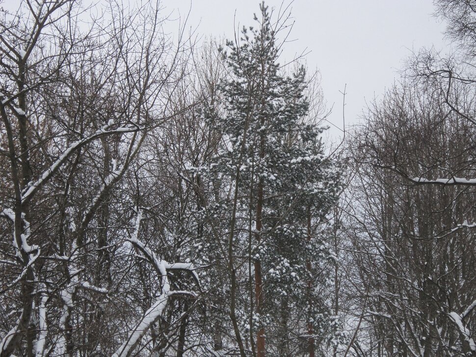 В зимнем парке