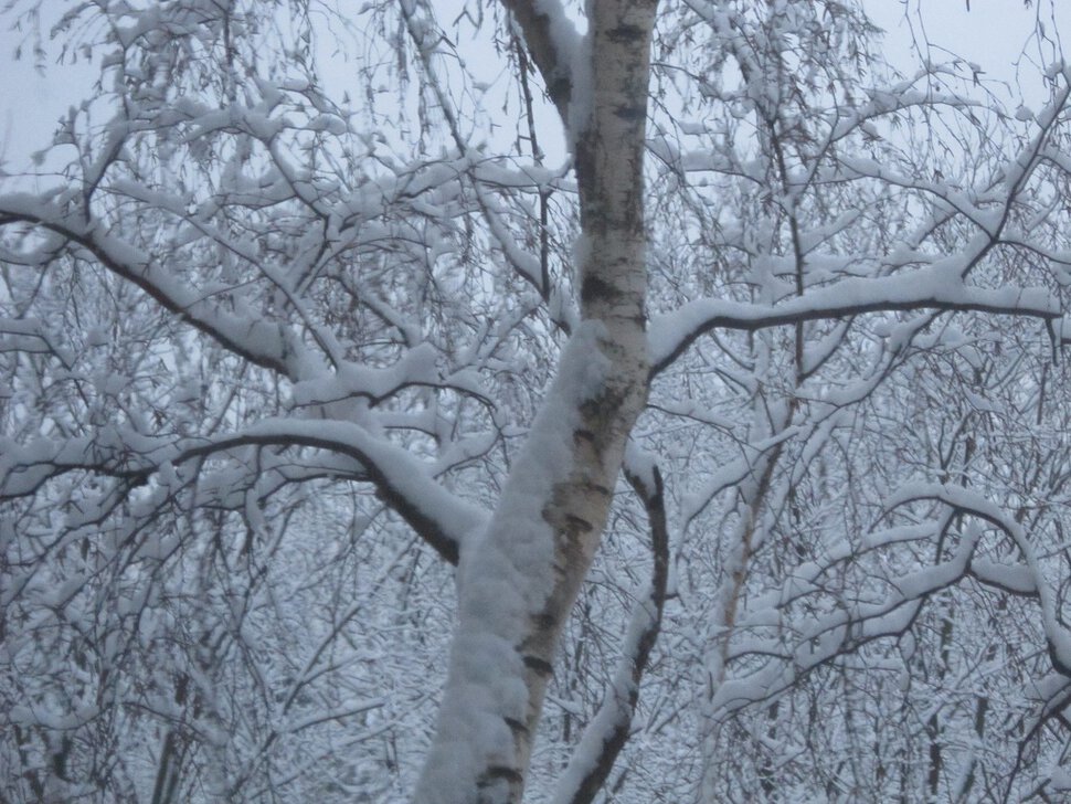 Берёза в декабре