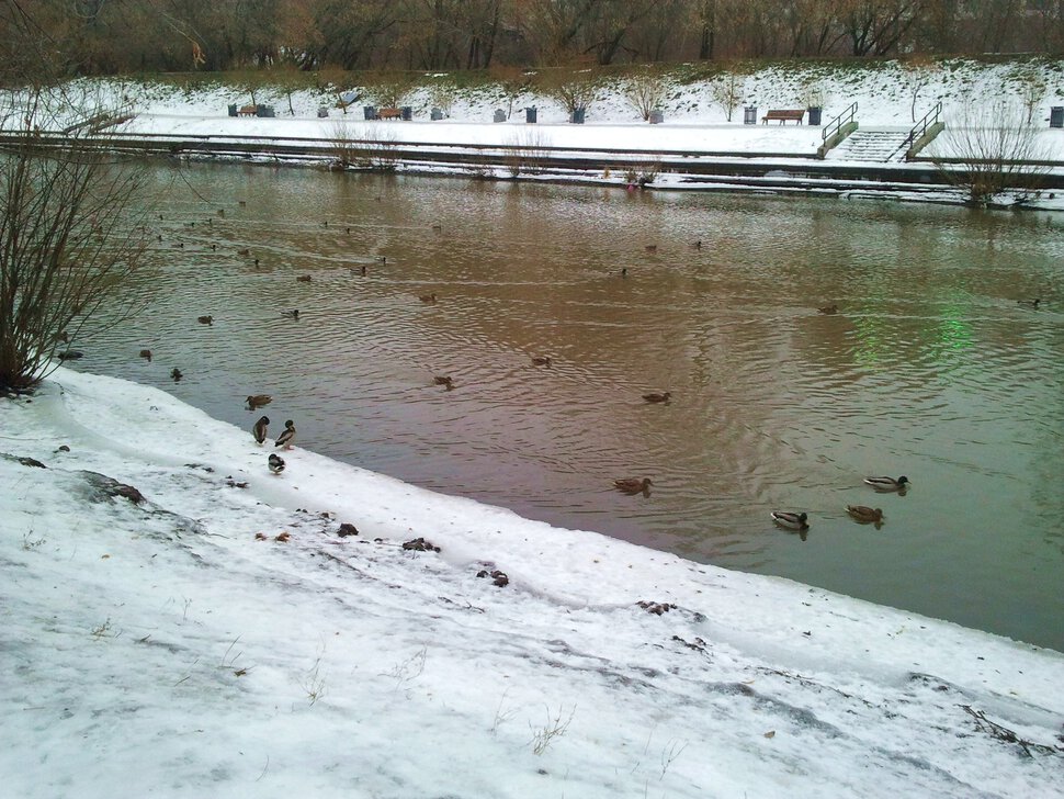 Место утиной зимовки