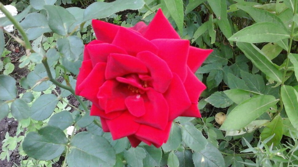 Роза красная моя