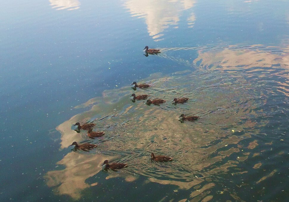 Утки, вода и небо