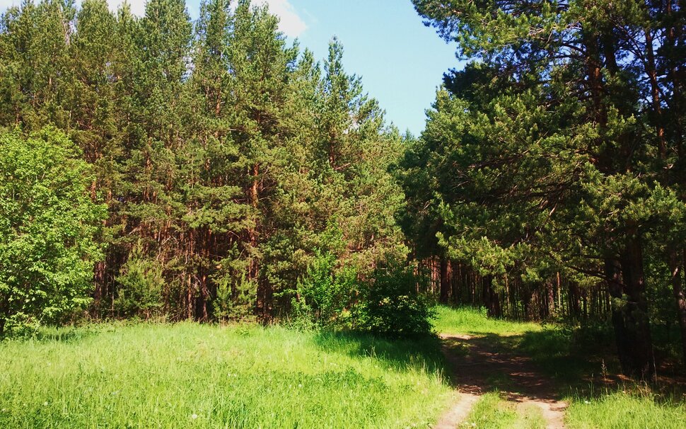 В июньском лесу