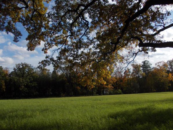Золотая осень в Пушкине - В парке - ветка дерева