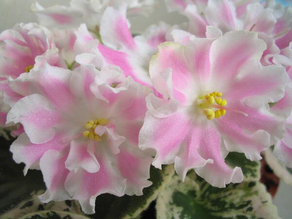 Фиалки (4)