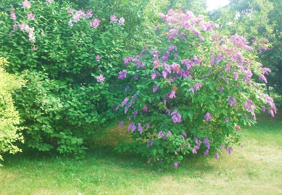 Июнь