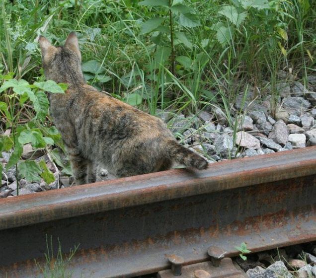 Укорачивание хвоста