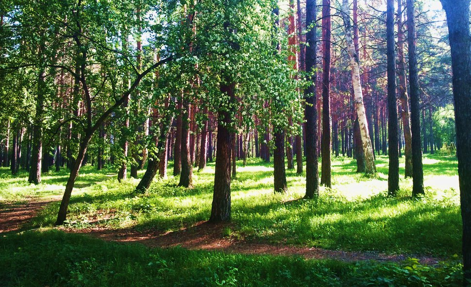 Ясное утро в сосновом лесу