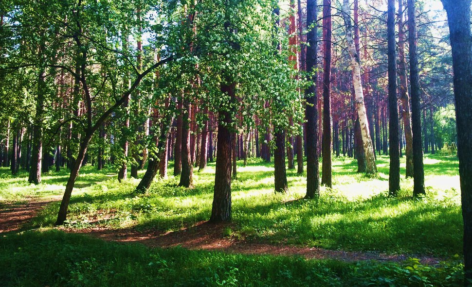 Ясное утро в сосновом лесу