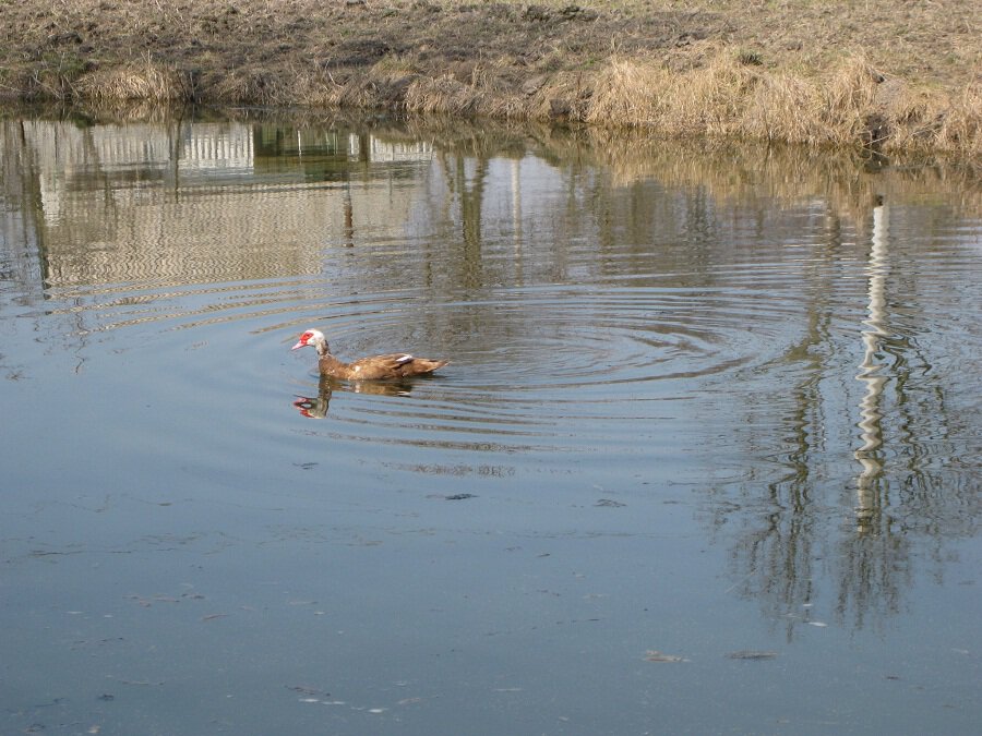 На воде