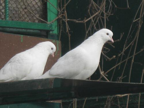 Парочка белых голубей