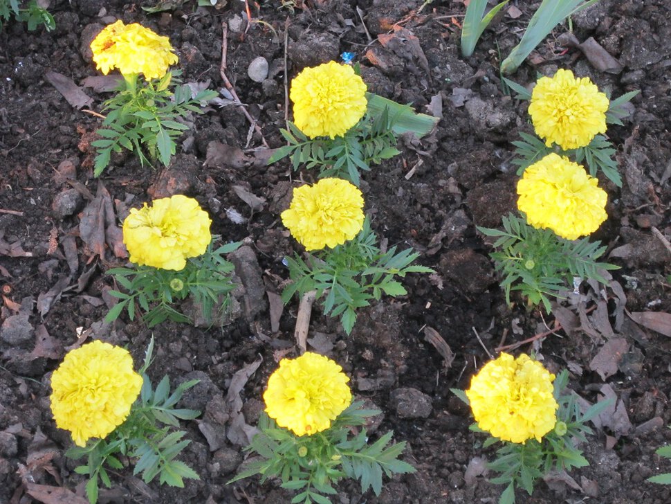 Жёлтые цветочки