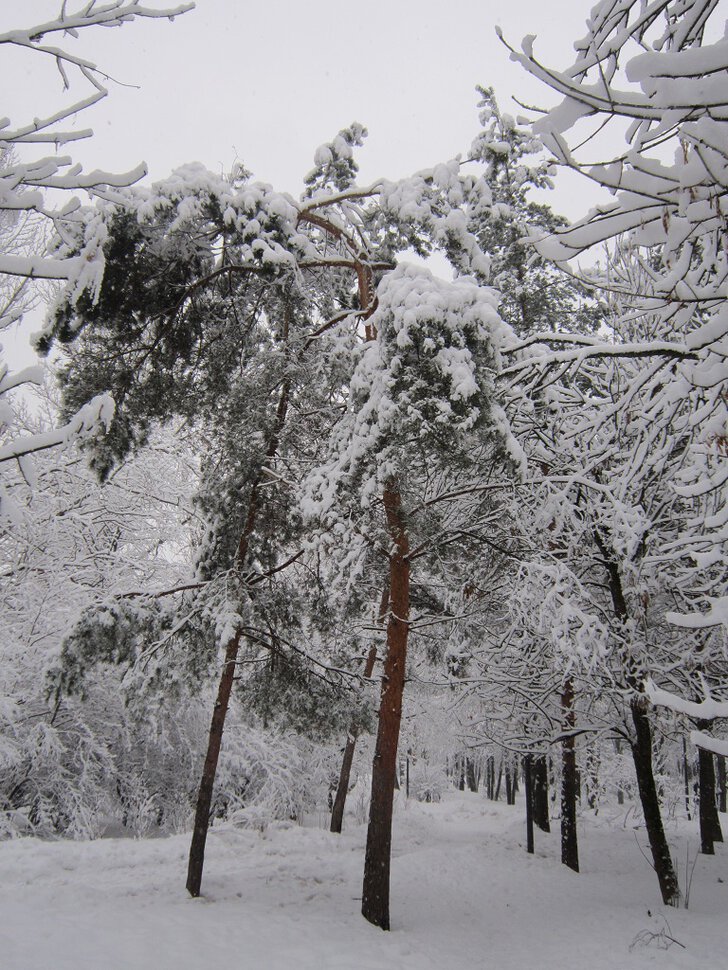 Зимние красоты