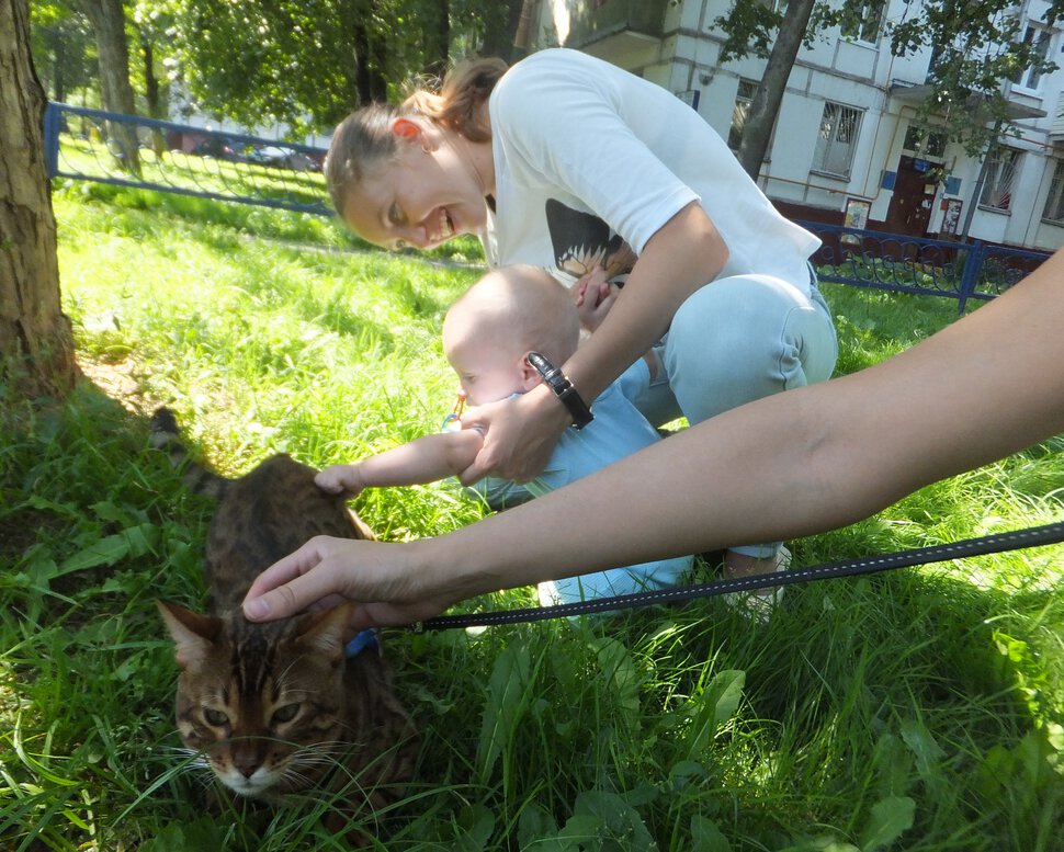 Бенгальский кот