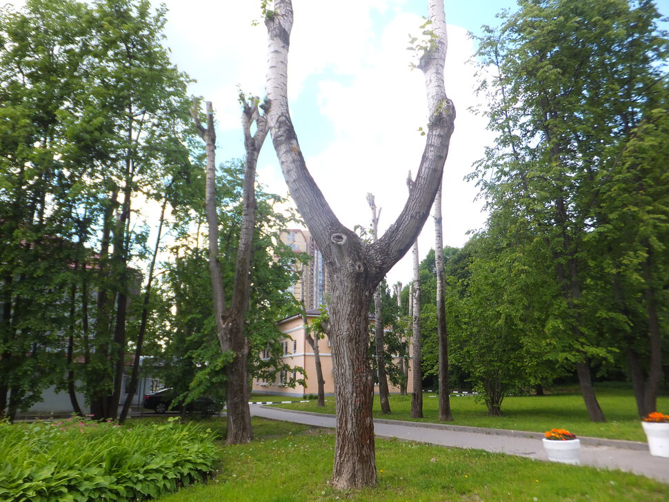Благоустройство парка