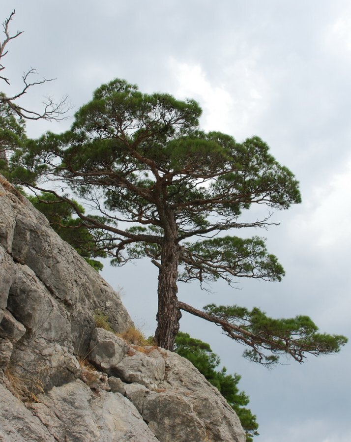 И жизнь цепляется за камень