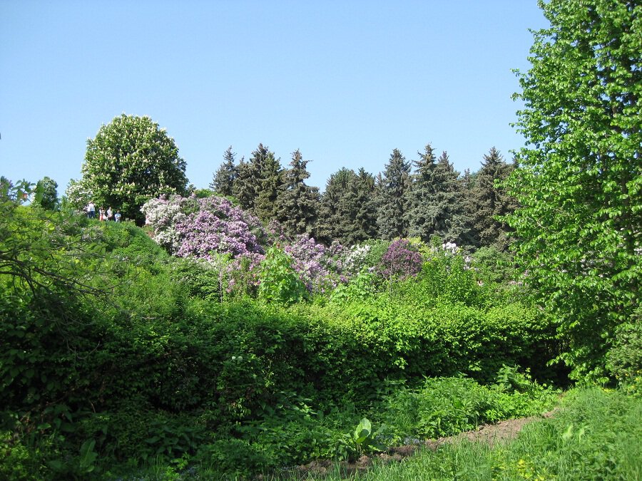 Киевский ботанический сад