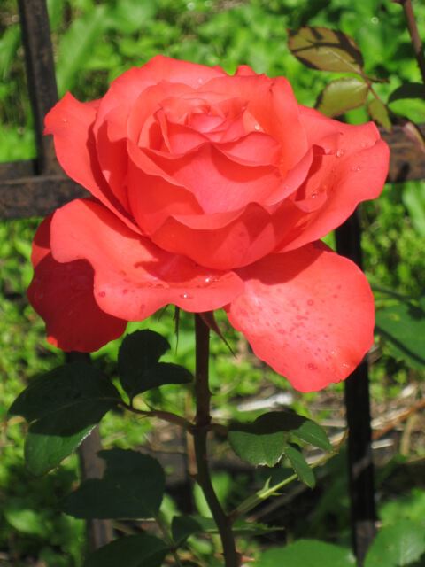 Красная роза - эмблема любви