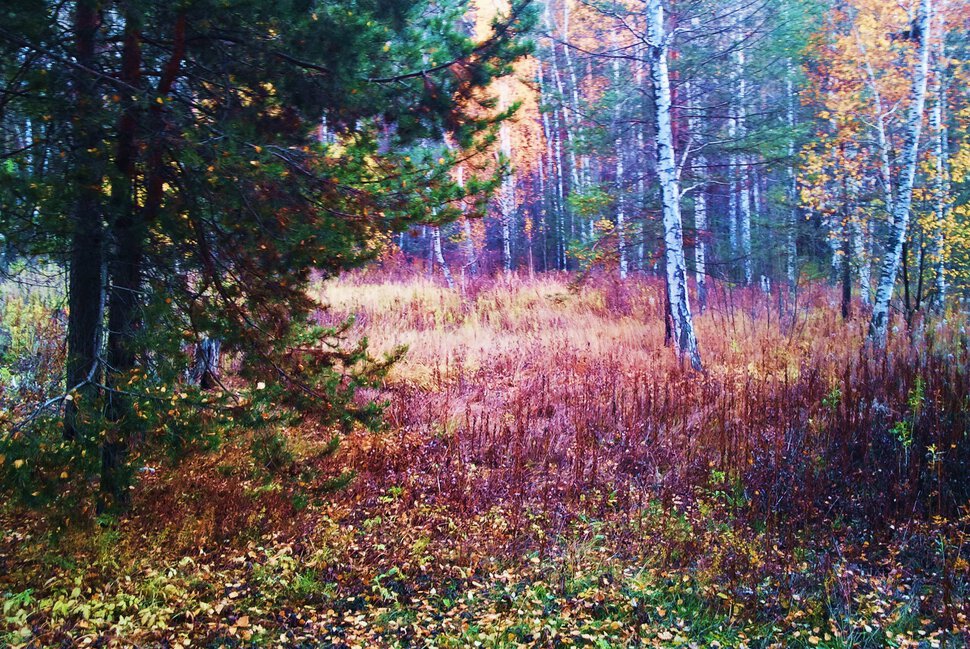 Лес и осень