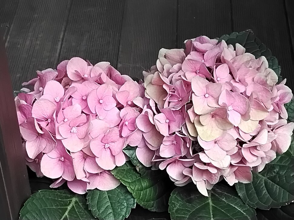 Розовые цветы