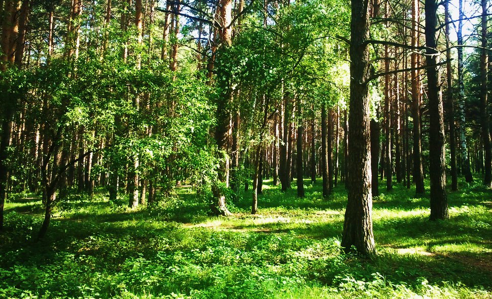 Солнечный сосновый лес