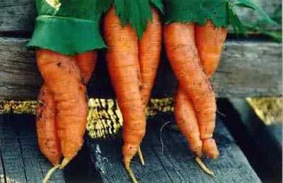 Хороши морковки!