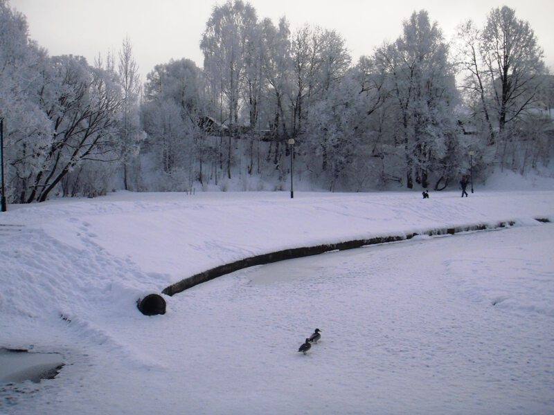 Из водоплавающих в пешеходы