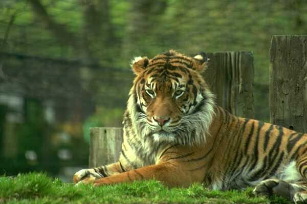 Могучий тигр