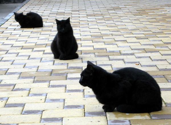 Три черных кота2