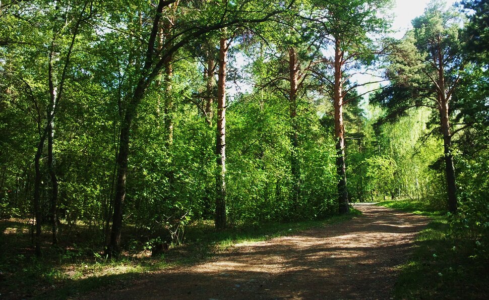 В майских зарослях