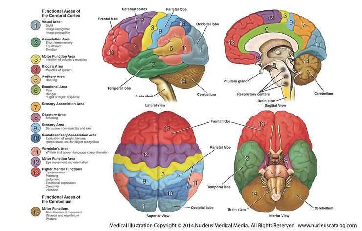 brain function Function of many organs within our body it also determines how we respond to stressful situations (such as taking a test anatomy of the brain figure 1. brain function Function of many organs within our body it also determines how we respond to stressful situations (such as taking a test anatomy of the brain figure 1.