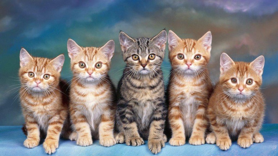 котята на рабочий стол картинки смотреть