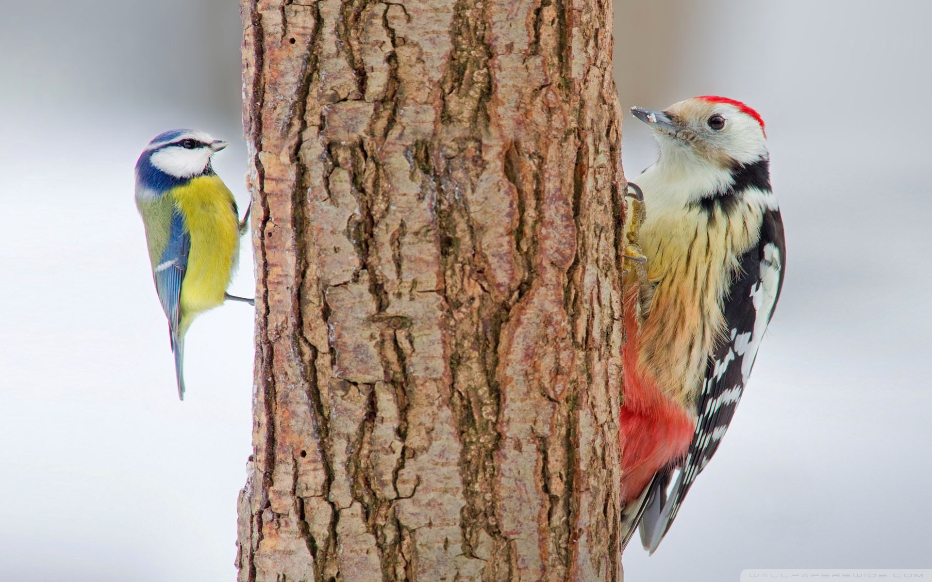 природа животные птицы дятел деревья nature animals birds woodpecker trees скачать