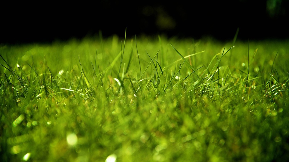 Зеленая трава без смс