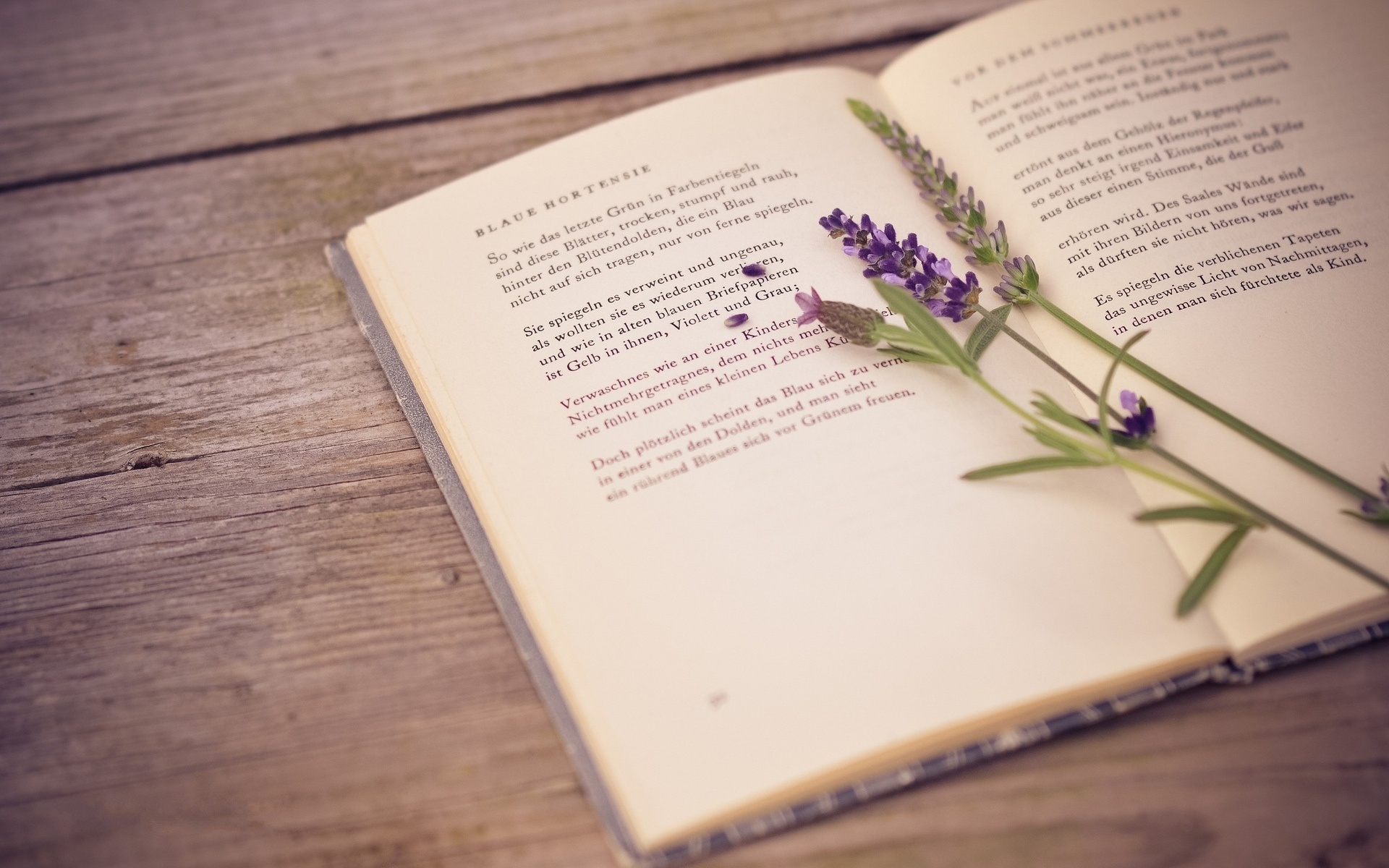 Самые мягкие и трогательные стихи книги и картины написаны