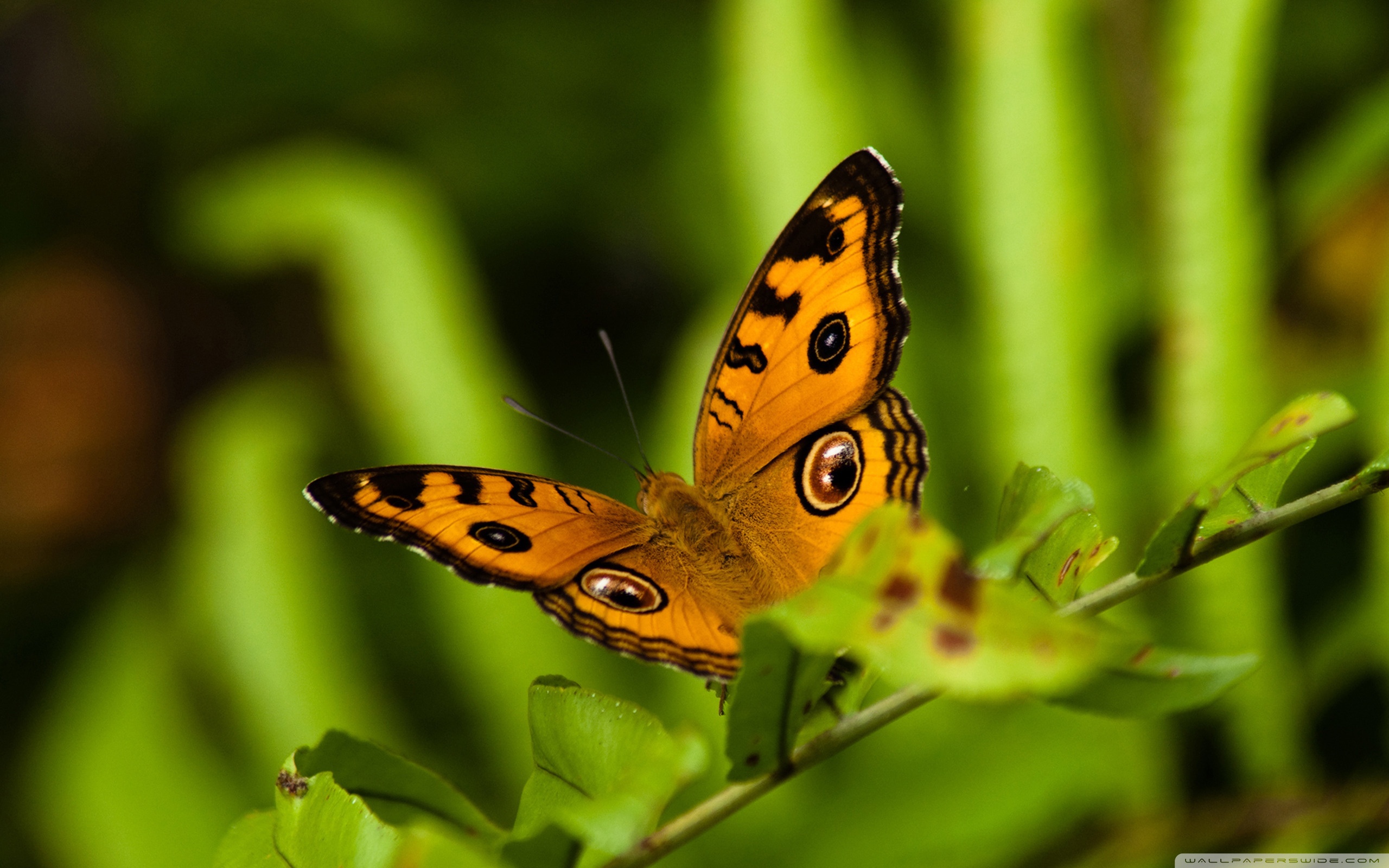 природа животные насекомое бабочка узоры загрузить
