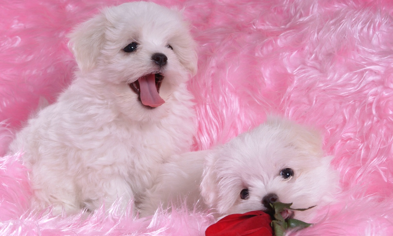 белые собаки щенки животные розовый фон загрузить
