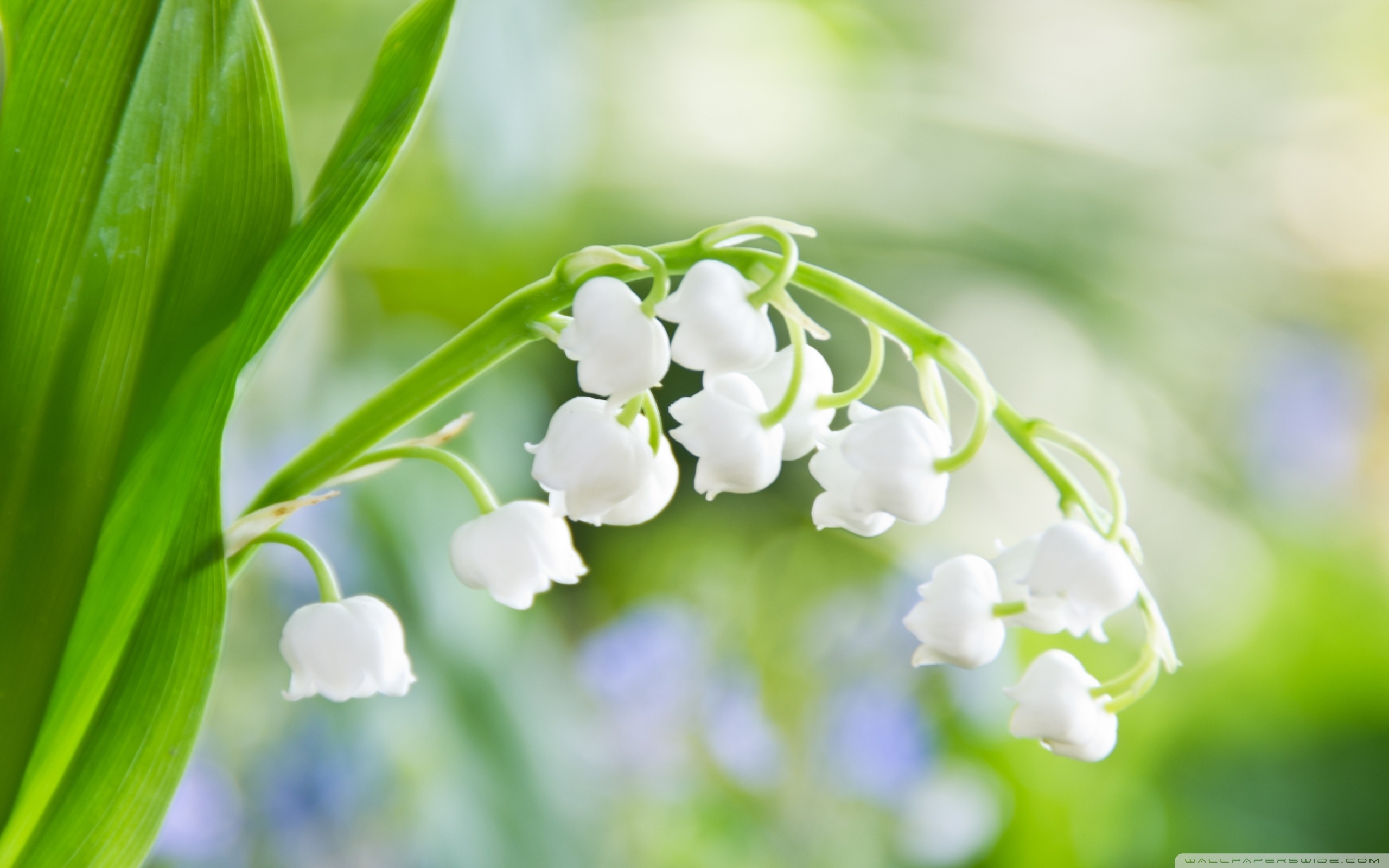 ландыши цветы белые природа без смс