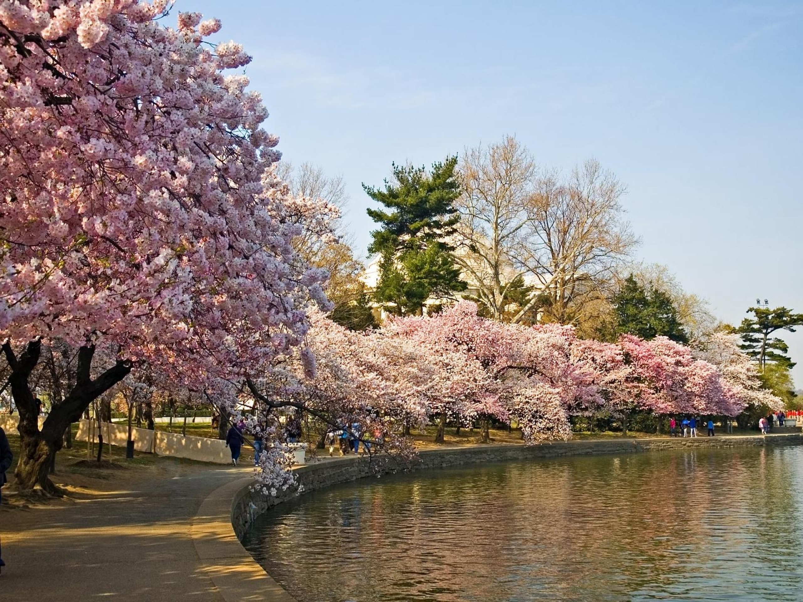 Cherry blossom отзывы. Сакура черри блоссом дерево. Йокогама Япония цветение Сакуры. Ужгород Сакуры цветение Сакуры. Цветение Сакуры в Японии сады.