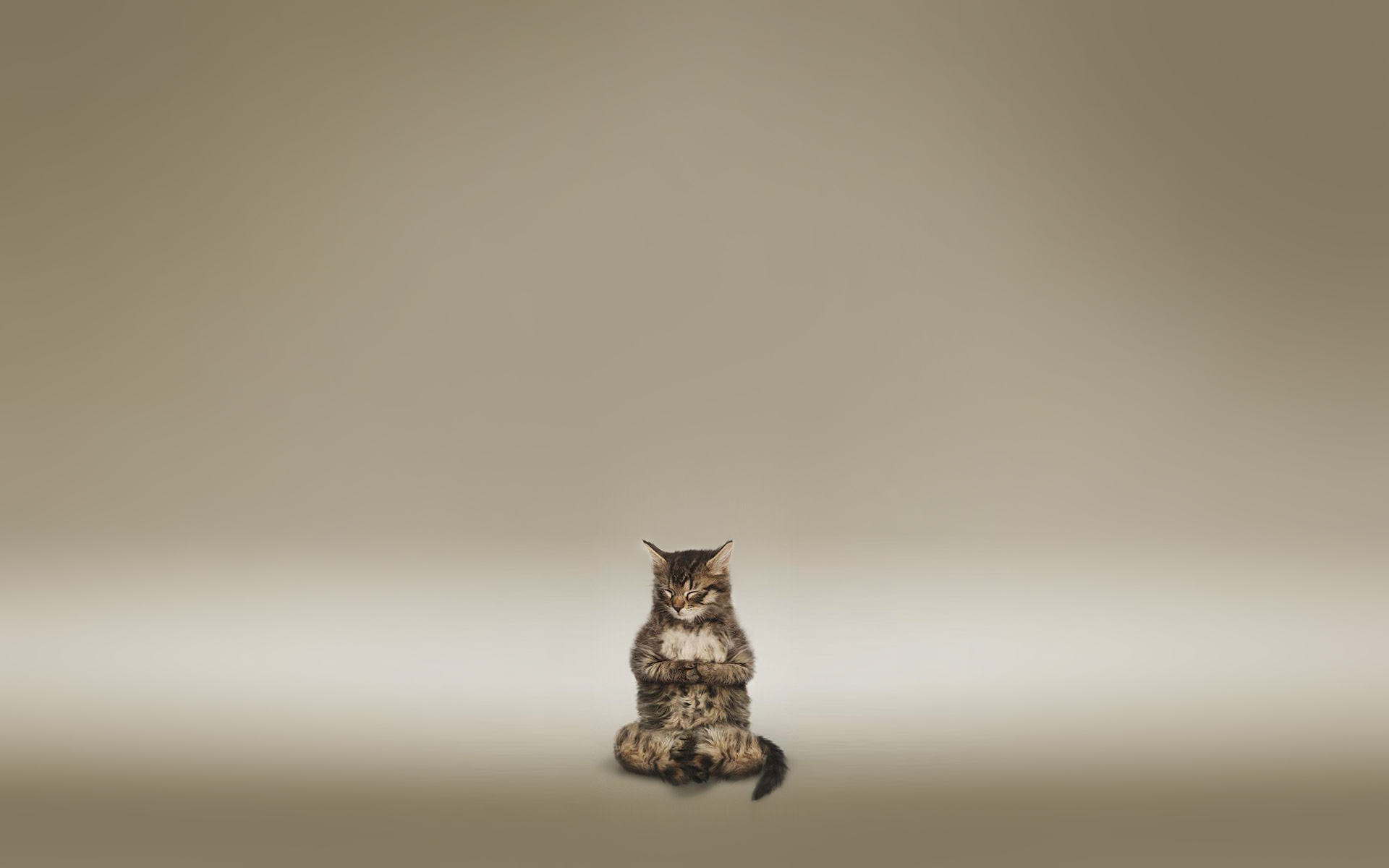 Кошка медитирует