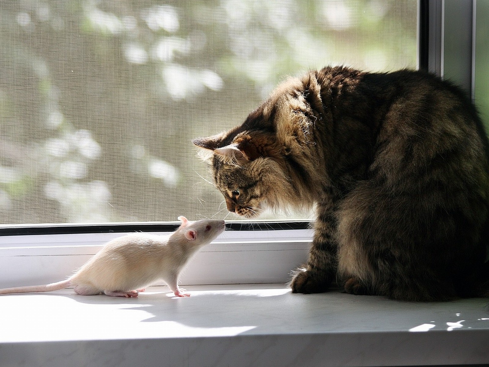 Мышки и кот загрузить