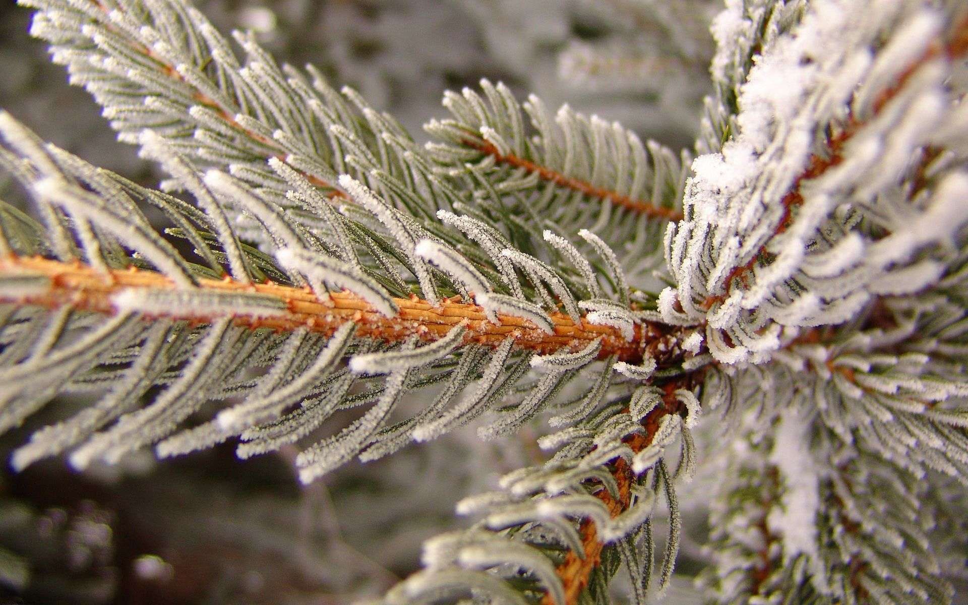 снег ель snow spruce скачать