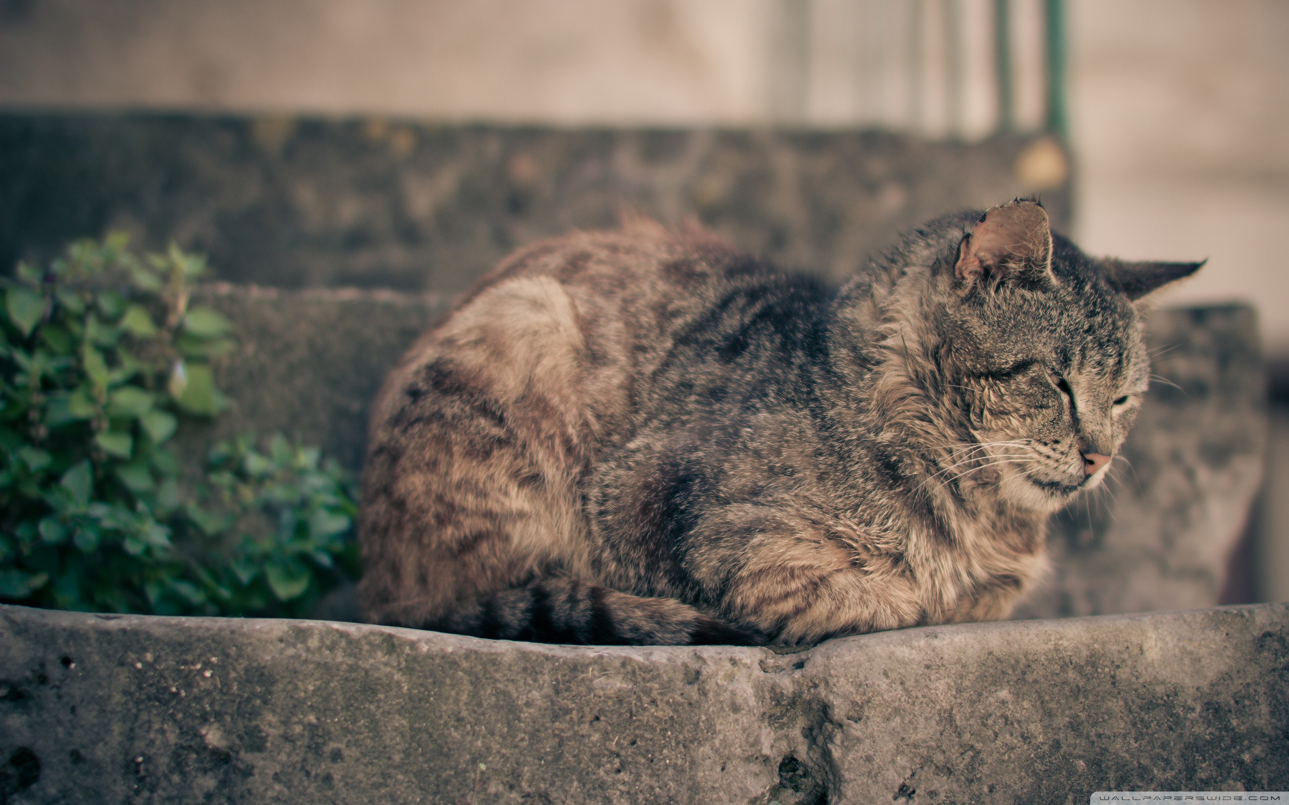 Кот на камне скачать