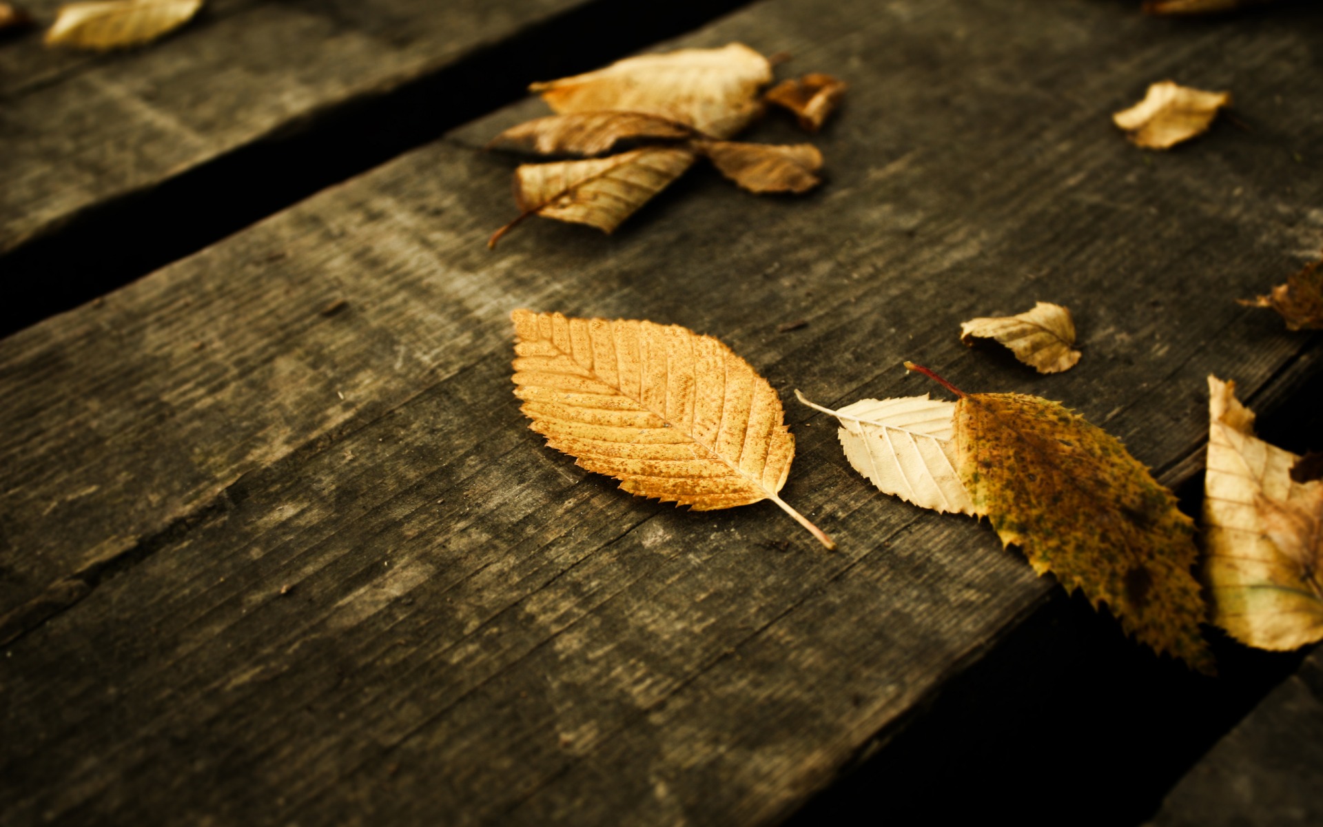 Осенние листья на лавке бесплатно